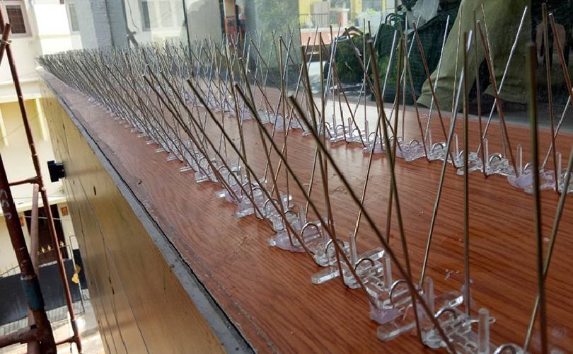 MBird Spikes In Kerala and Kochi