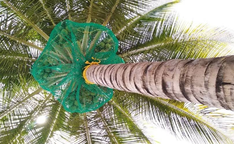 Coconut Tree Safety Nets In Kerala and Kochi